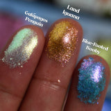 Galápagos Archipelago Palette